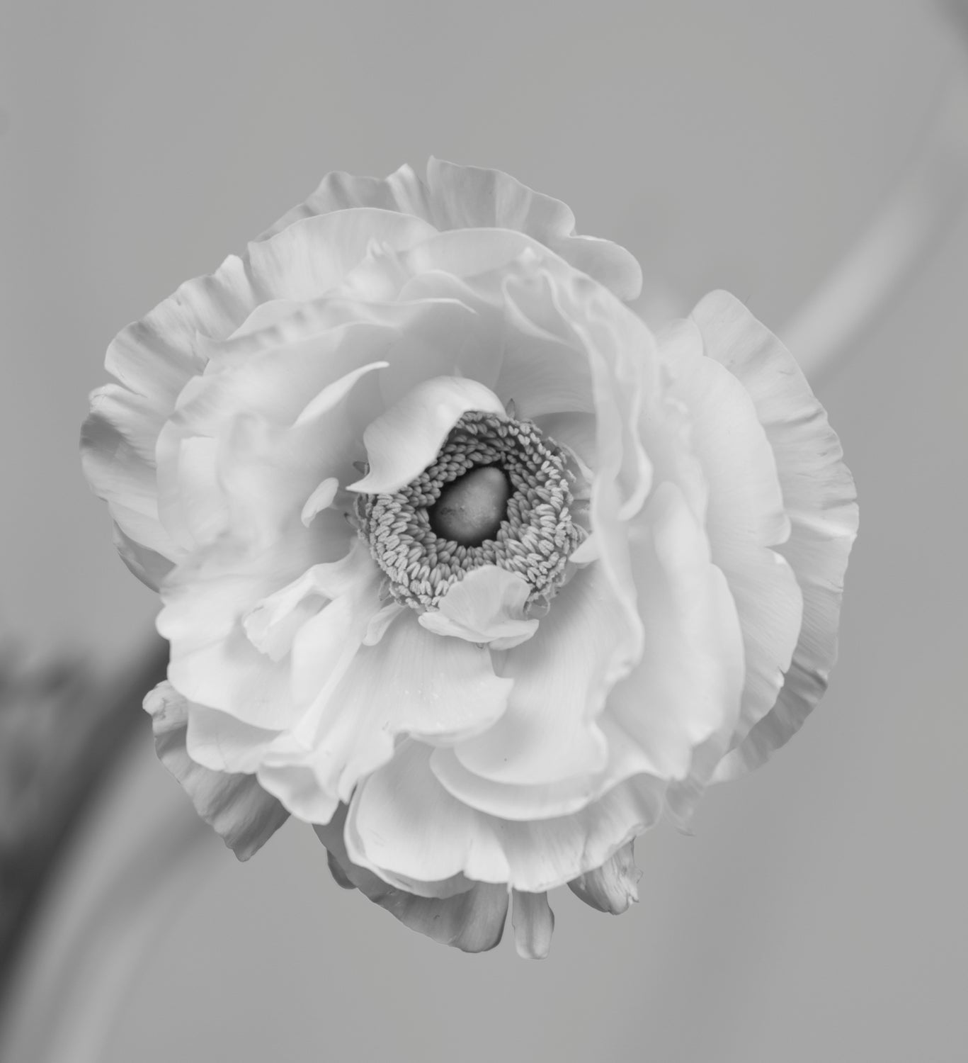 Ranunculus Black & White Print