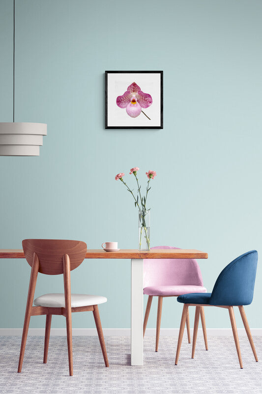 Pink Slipper Orchid Print