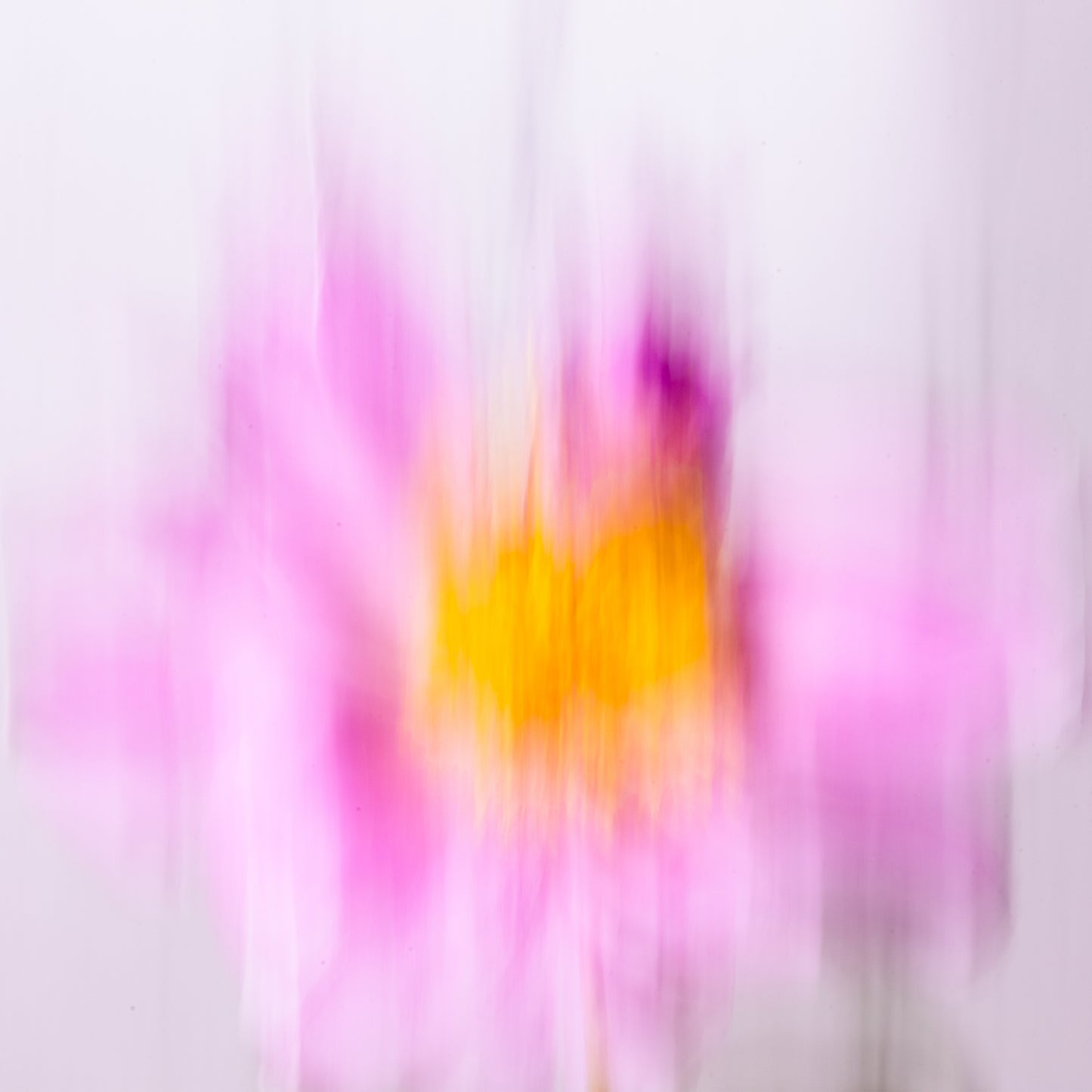 Abstract Pink Peony Print