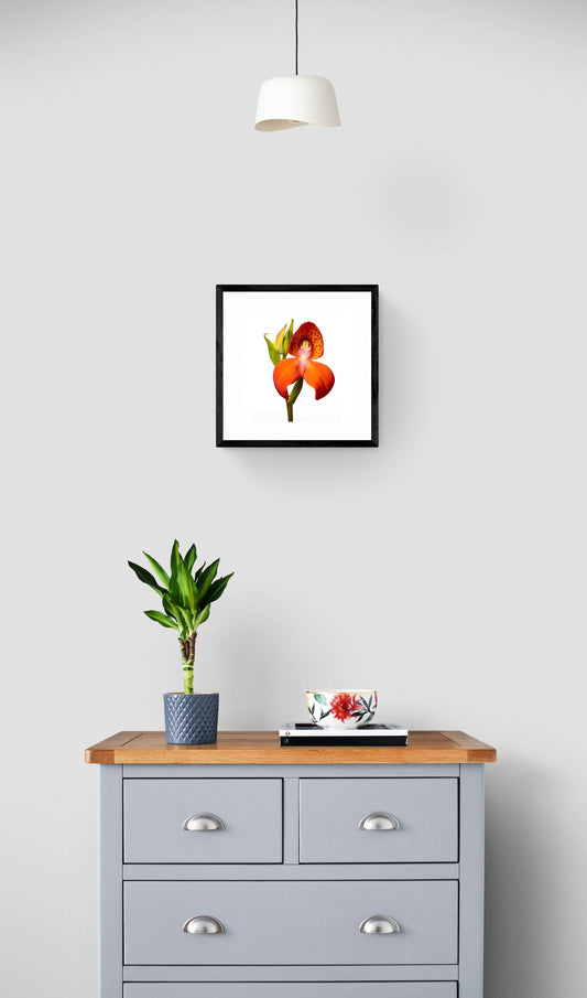 Orange Disa Orchid Print