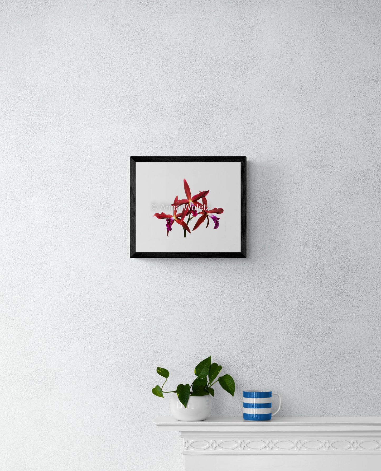 Red Cattleya Orchid Print