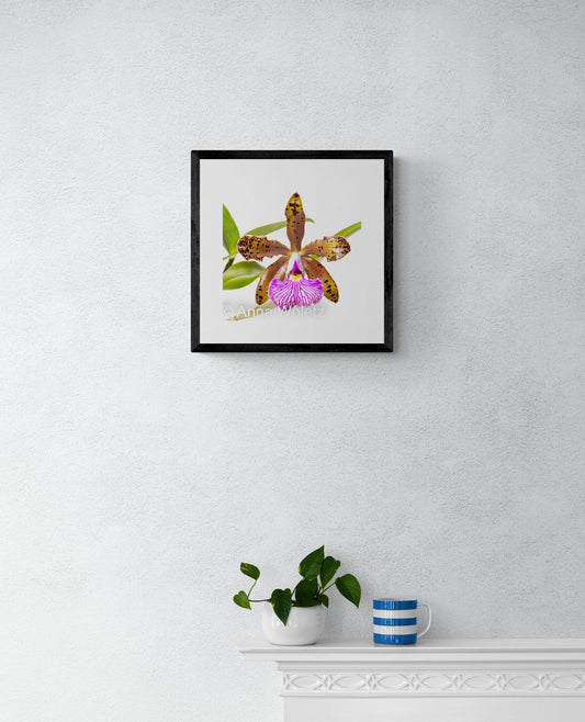 Pink and Bronze Cattleya Orchid Print