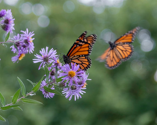 Monarch Butterfly Print