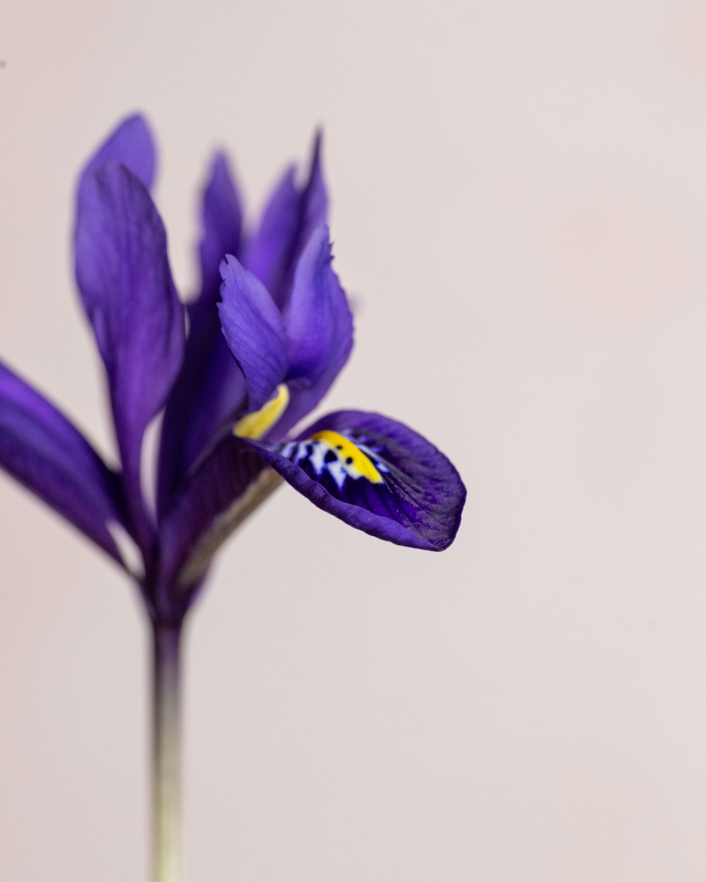 Japanese Iris Print