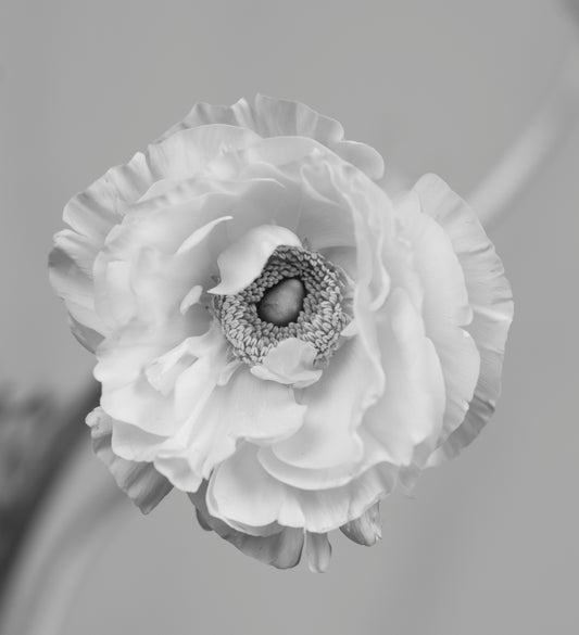 Ranunculus Black & White Print