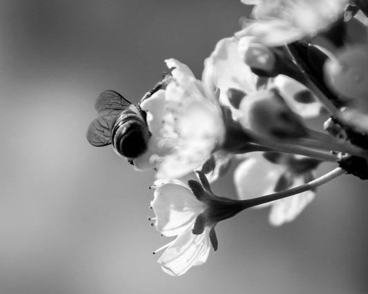 Plum Blossom Print