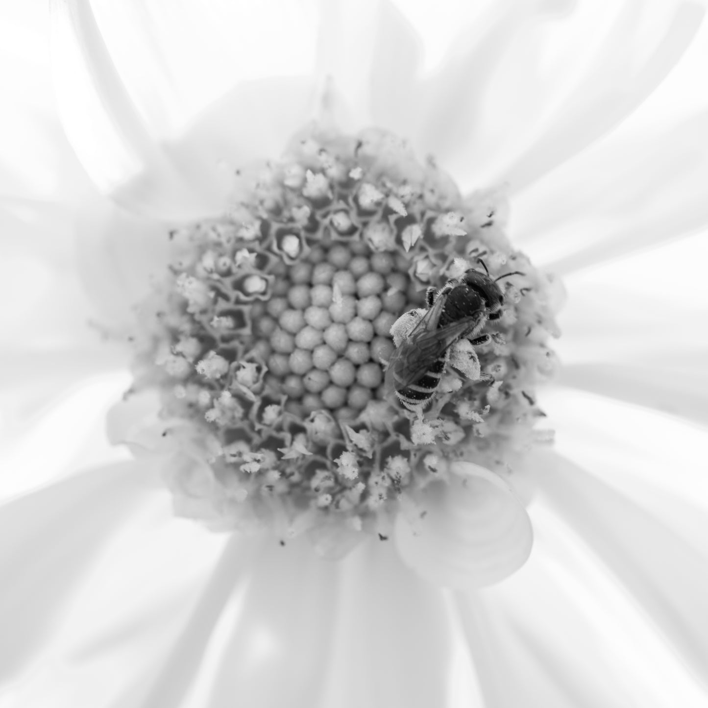 Honeybee Black & White Print