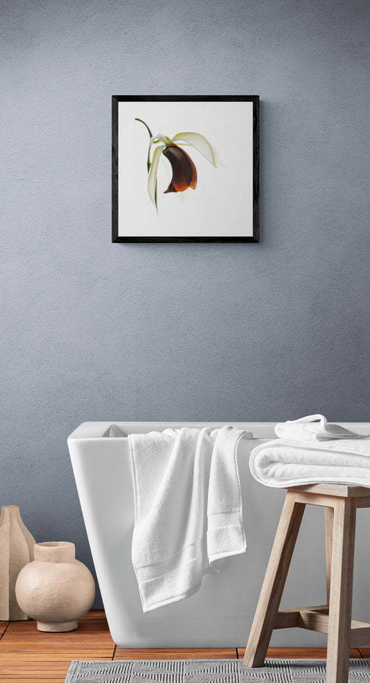 Orange and White Coelogyne Orchid Print