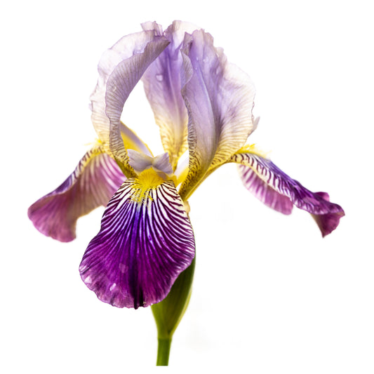 Purple & Yellow Iris Print