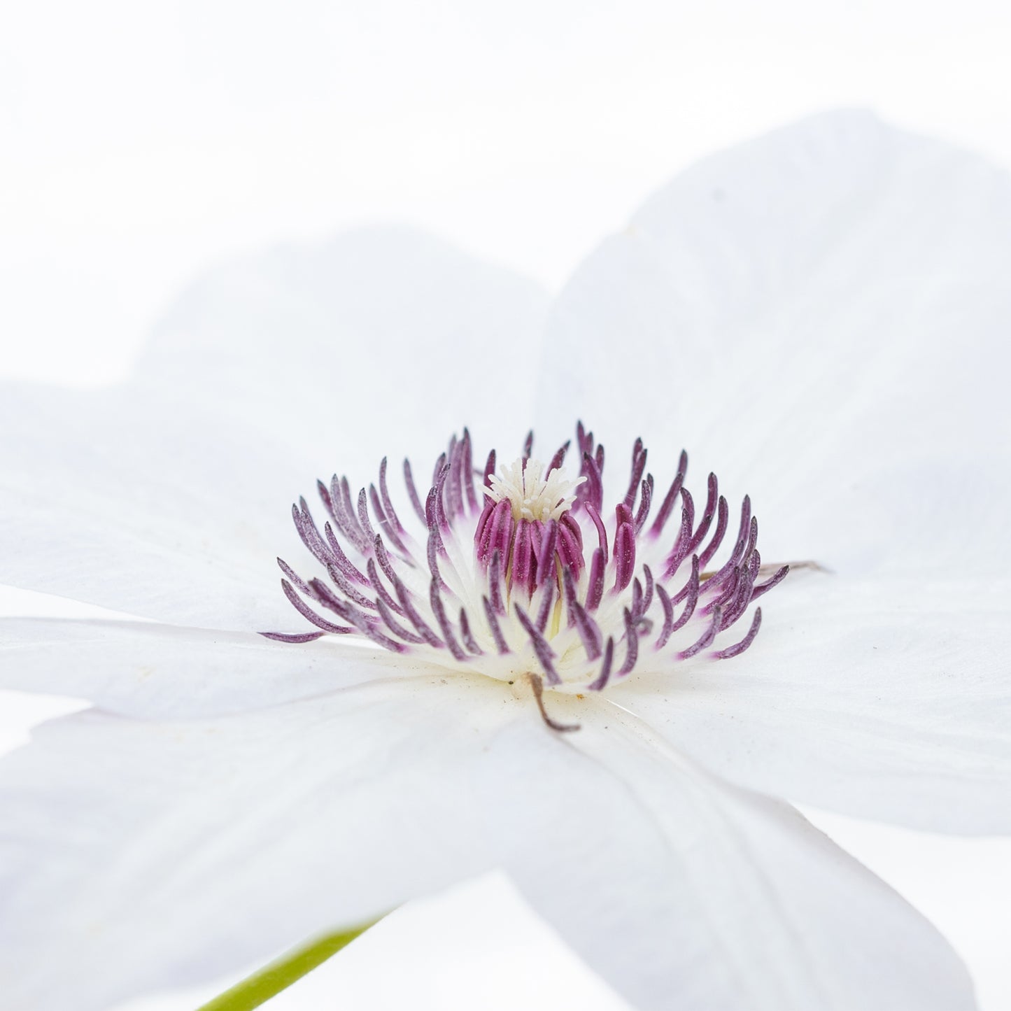 White Clematis Print