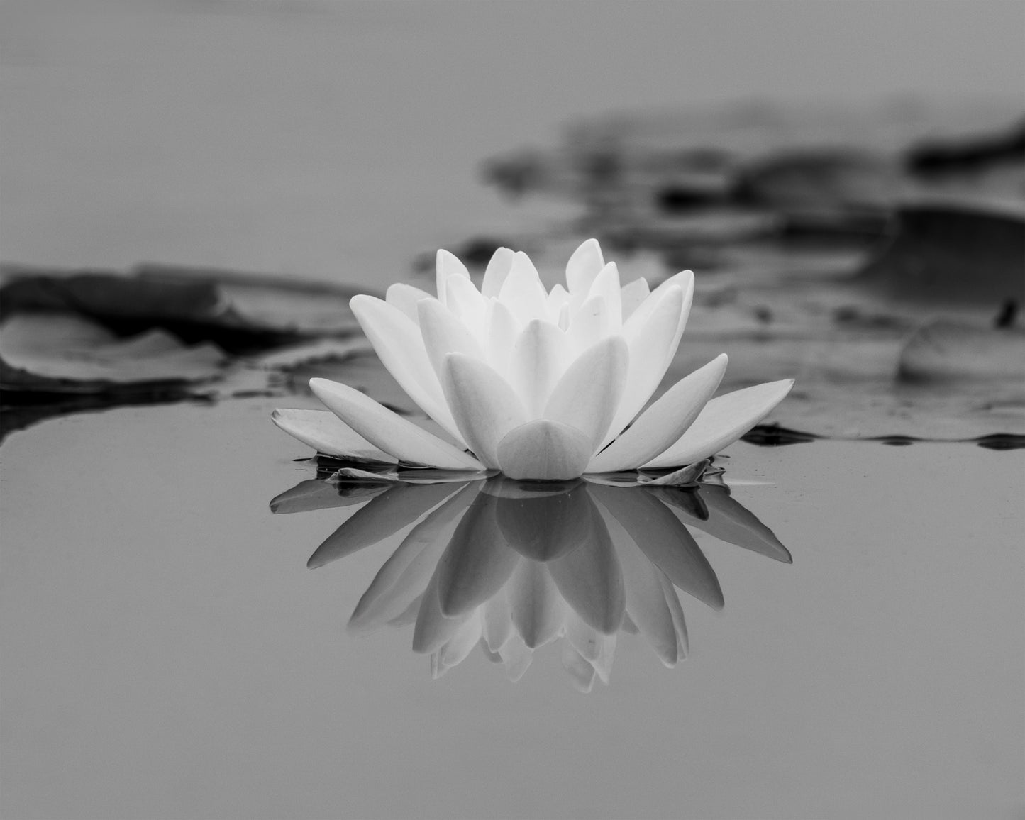 Water Lily I Print