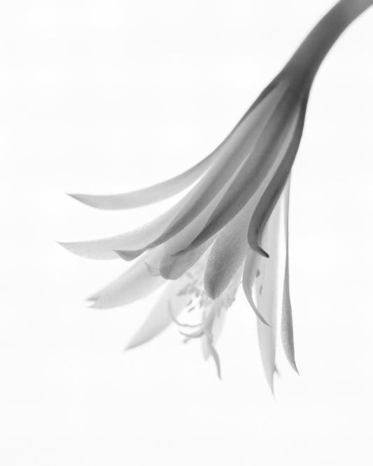 Orchid Cactus Flower Print