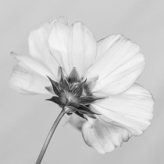 Cosmos Flower Black & White Print