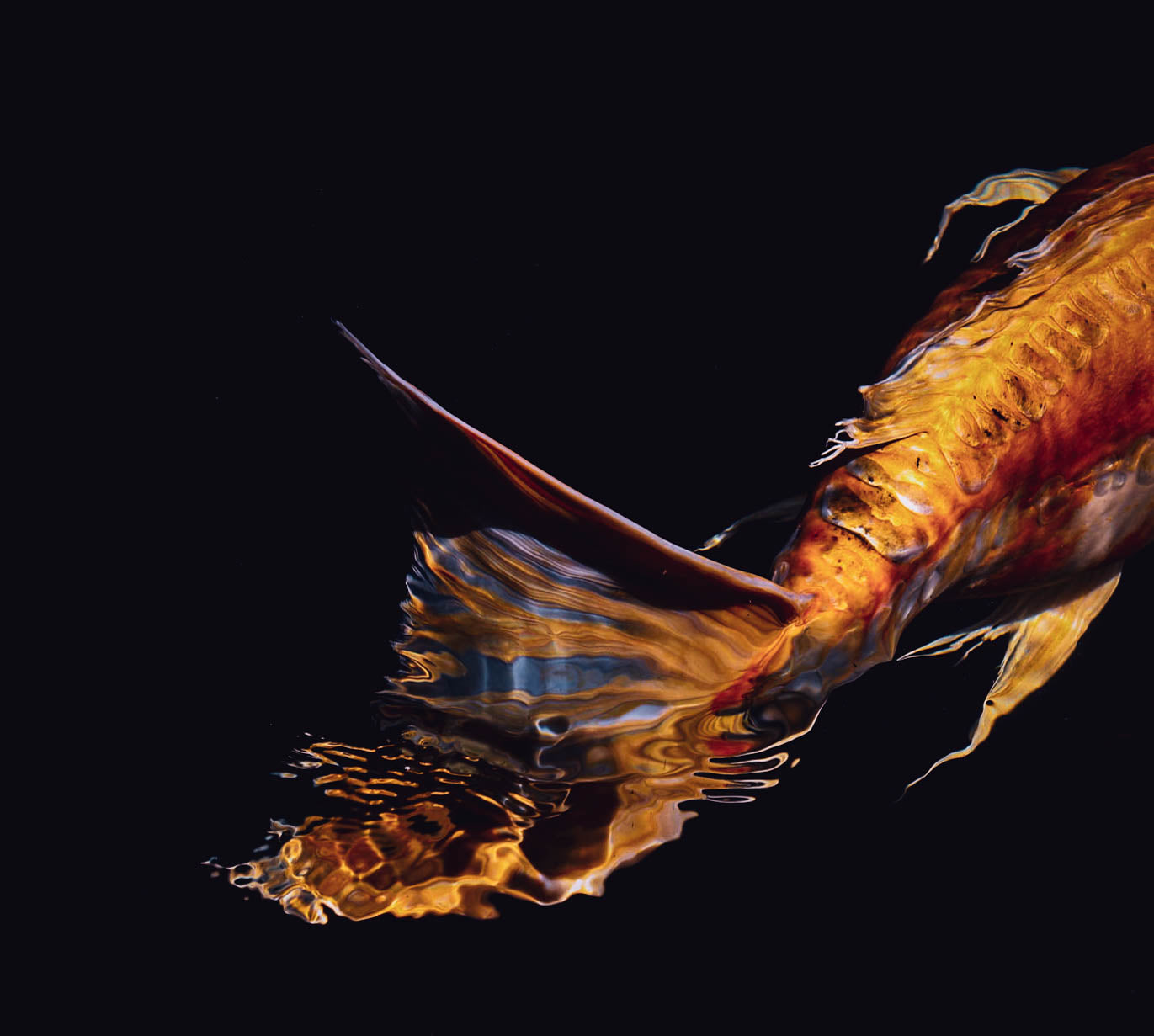 Koi Print