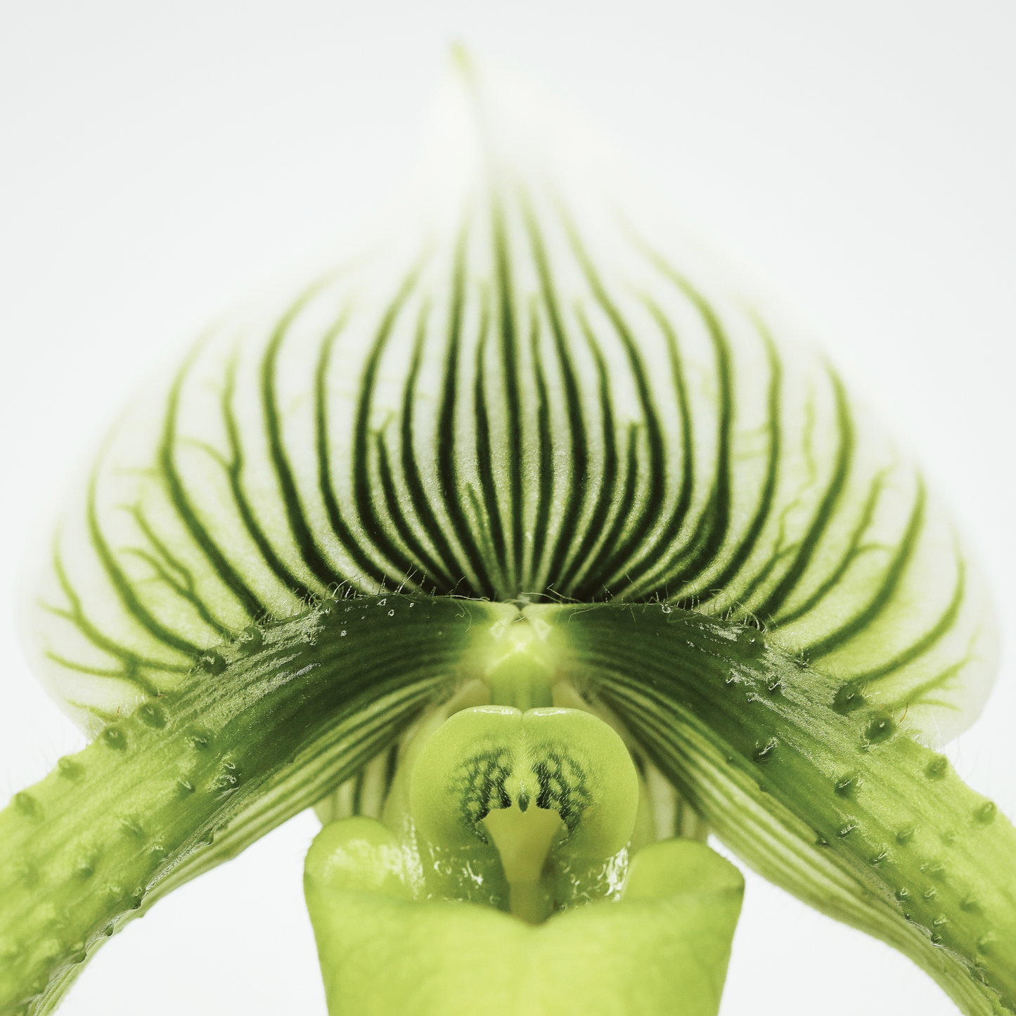 Green Slipper Orchid Print