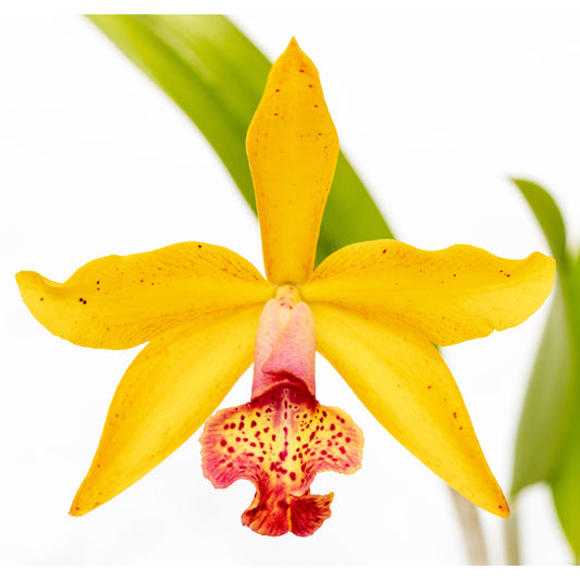 Yellow Cattleya Orchid Print