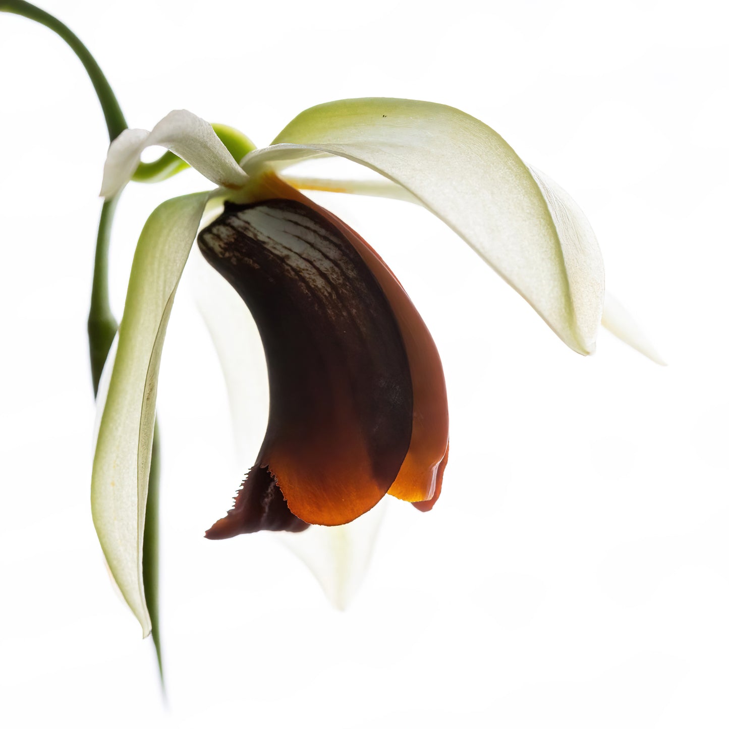 Orange and White Coelogyne Orchid Print