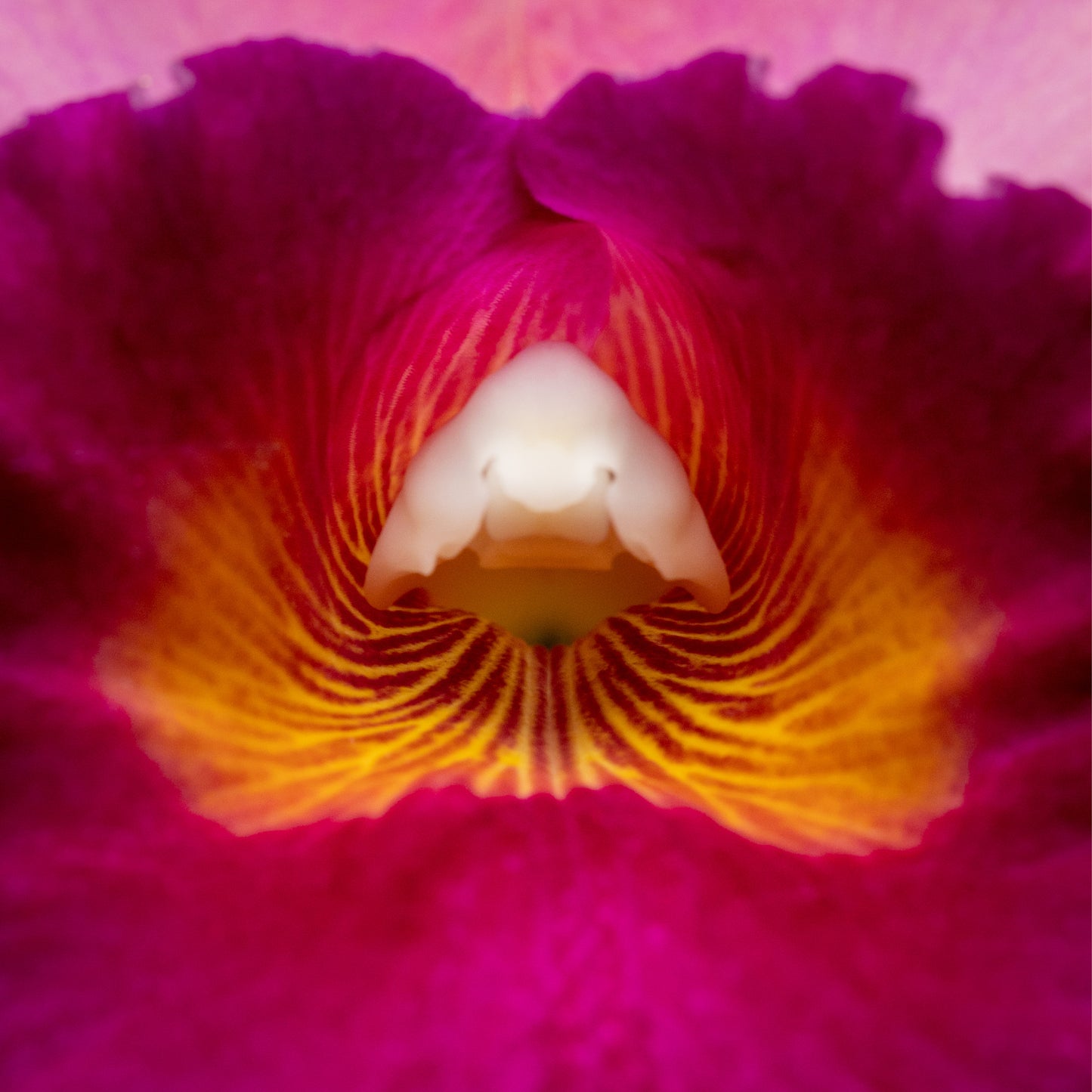 Pink Cattleya Close-up Print