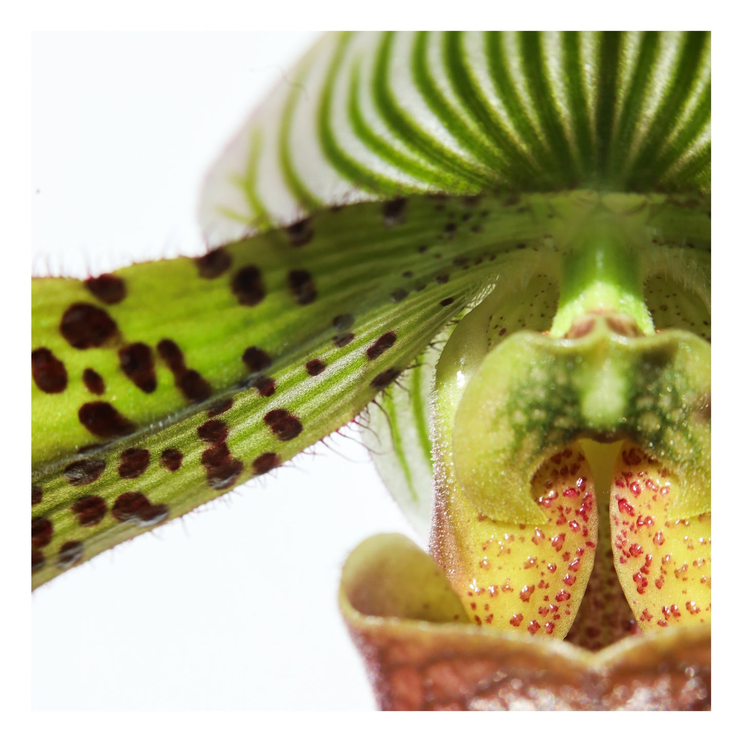Multi-color Slipper Orchid Print