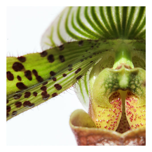 Multi-color Slipper Orchid Print