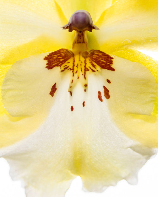 Yellow Oncidium Orchid Print