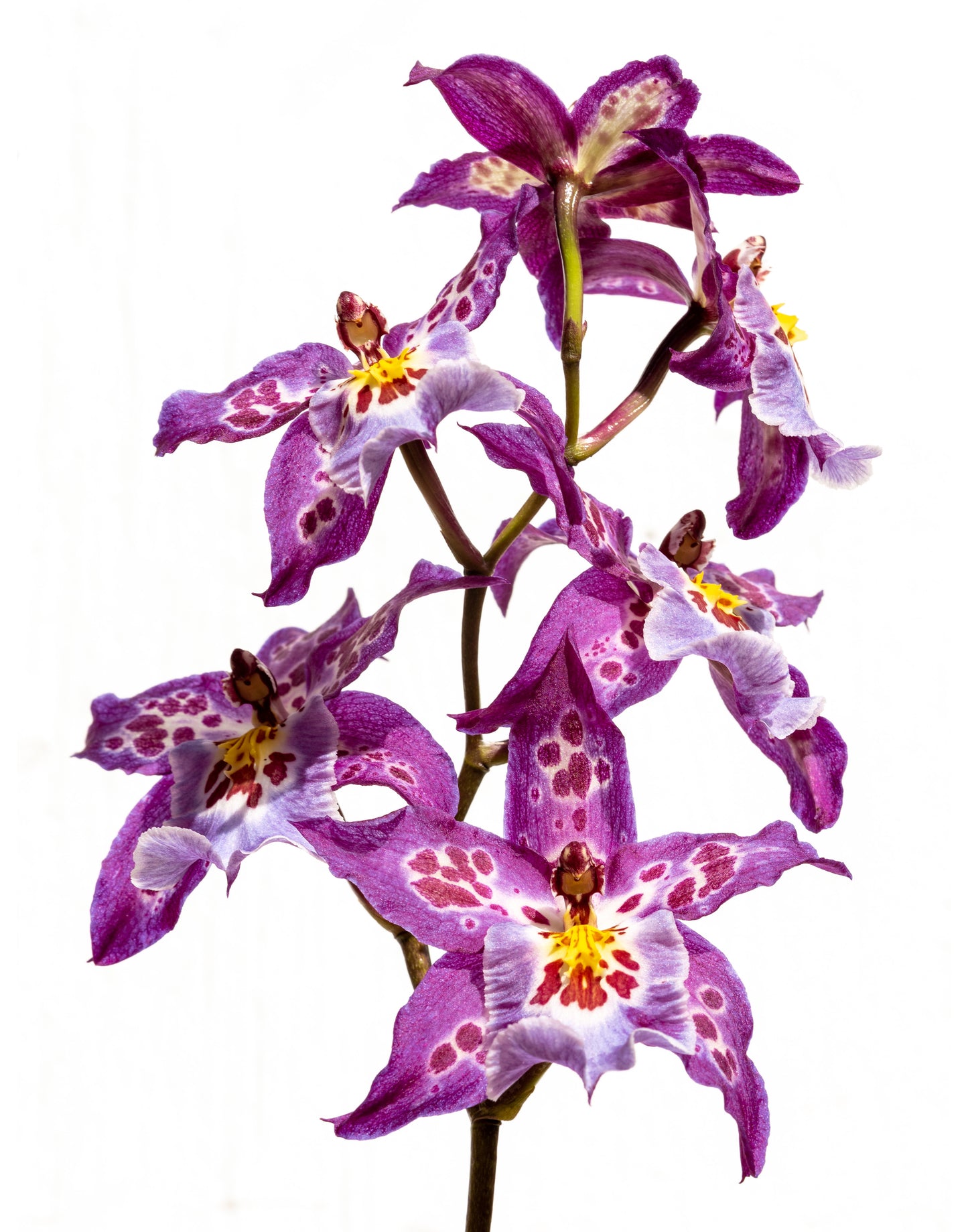 Purple Oncidium Orchid Print