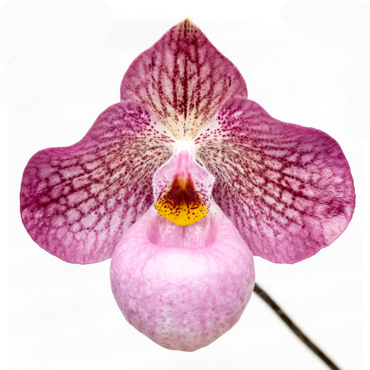 Pink Slipper Orchid Print