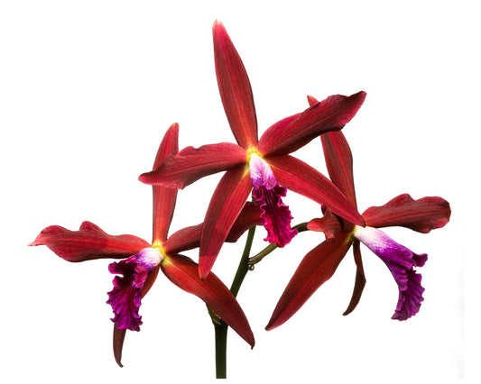 Red Cattleya Orchid Print