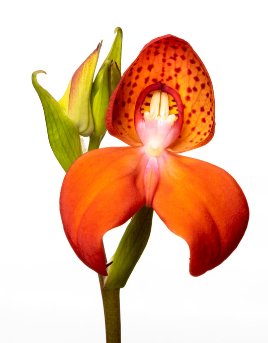Orange Disa Orchid Print