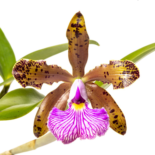 Pink and Bronze Cattleya Orchid Print