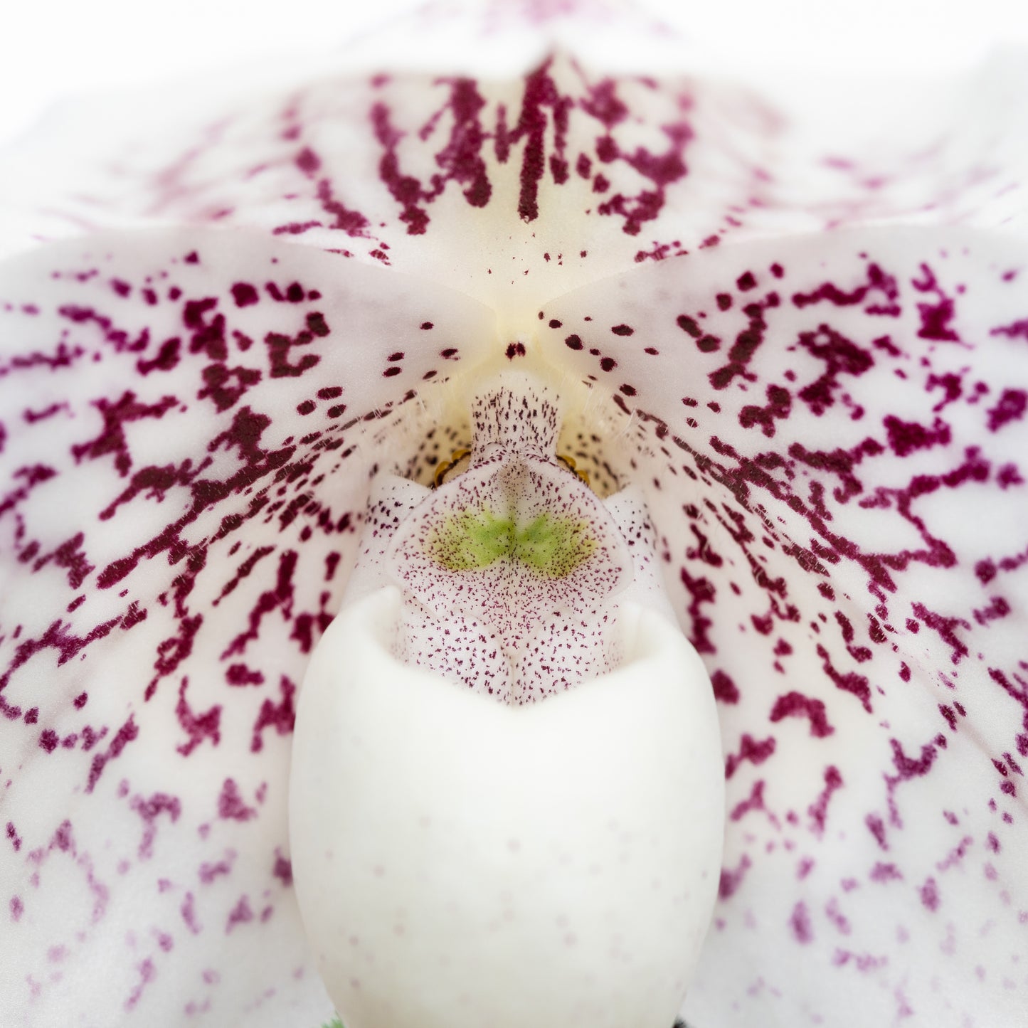 Pink & White Spotted Slipper Orchid Print