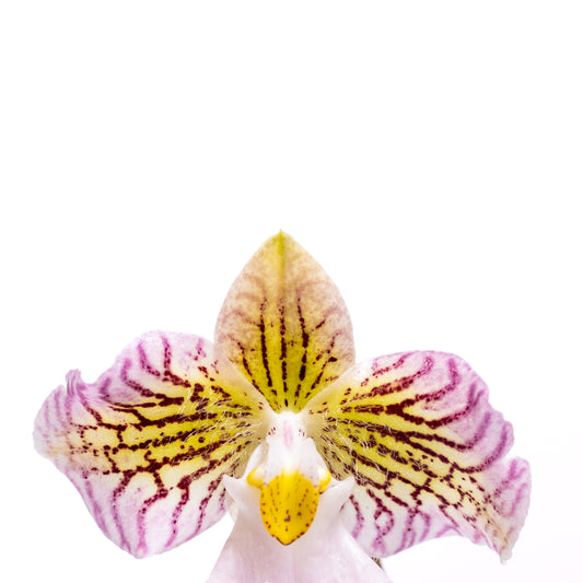 Pink & Yellow Slipper Orchid Print