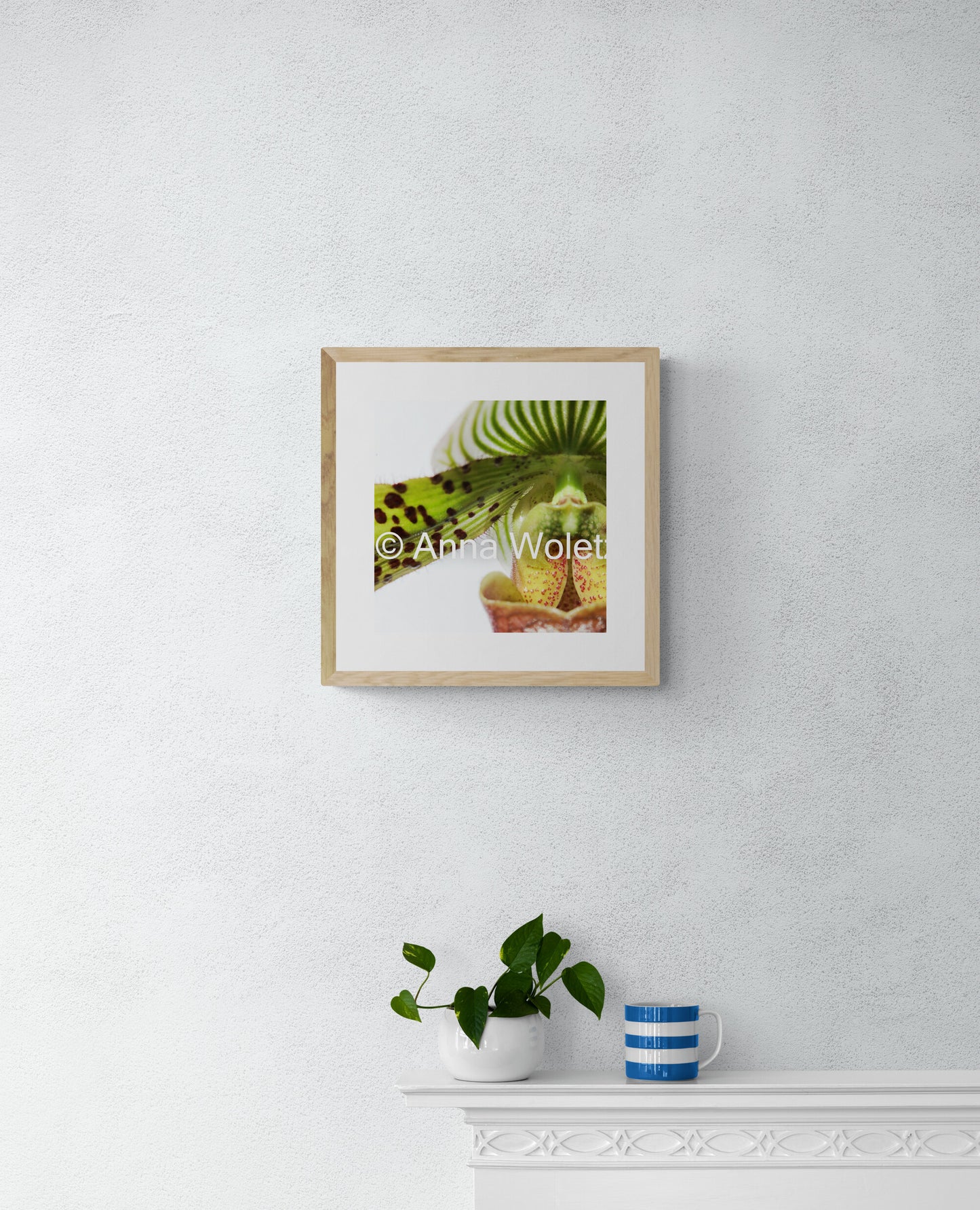 Multi-color Slipper Orchid Print