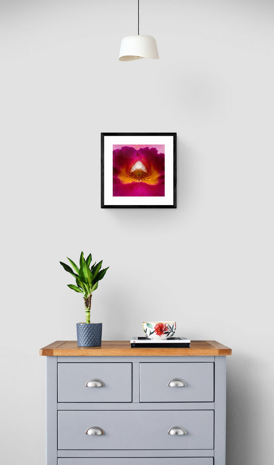 Pink Cattleya Close-up Print
