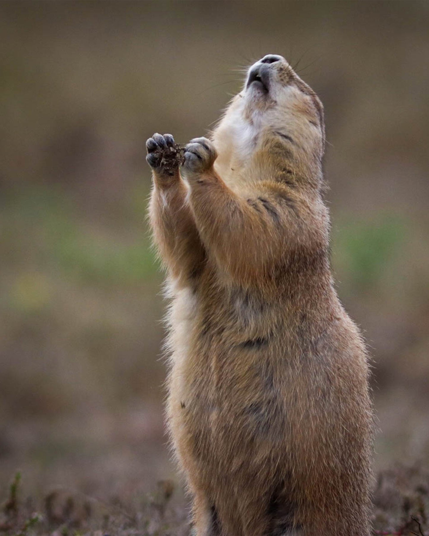 Prairie Dog